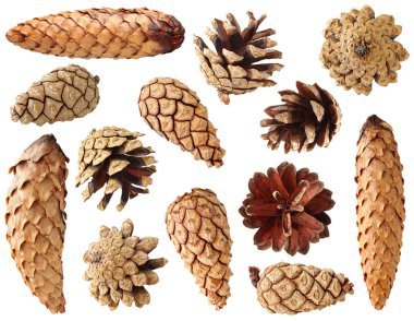 Fir and pine cones clipart