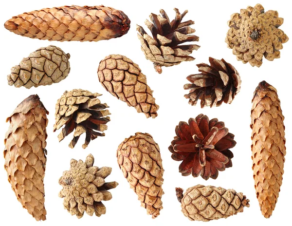 Fir and pine cones — Stock Photo, Image