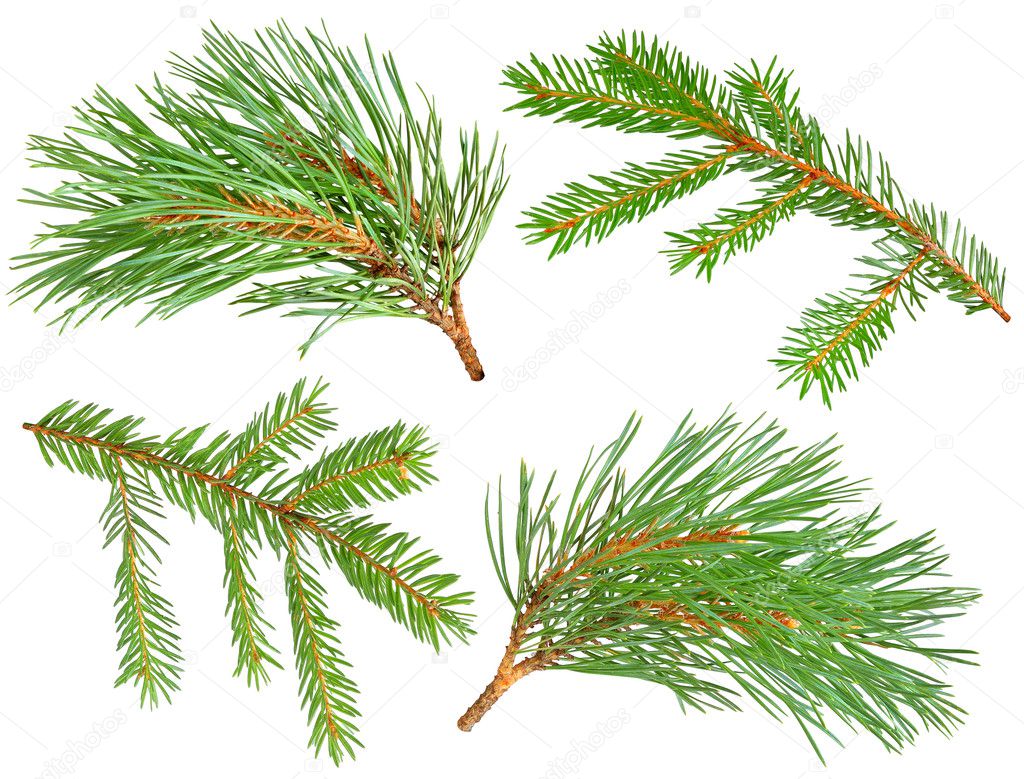 Fir and pine branches