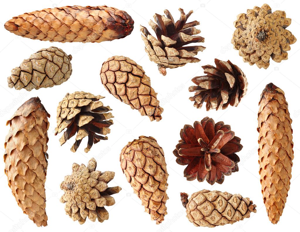 Fir and pine cones
