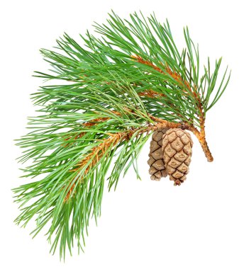 Pine branch clipart