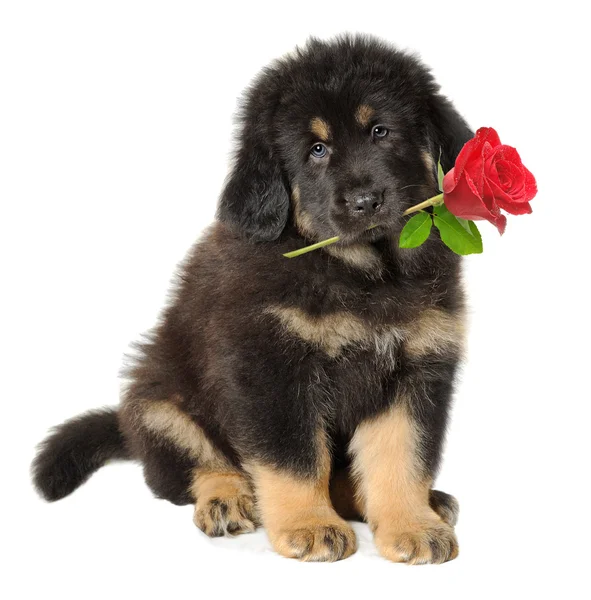 Собака цуценя з квіткою — стокове фото