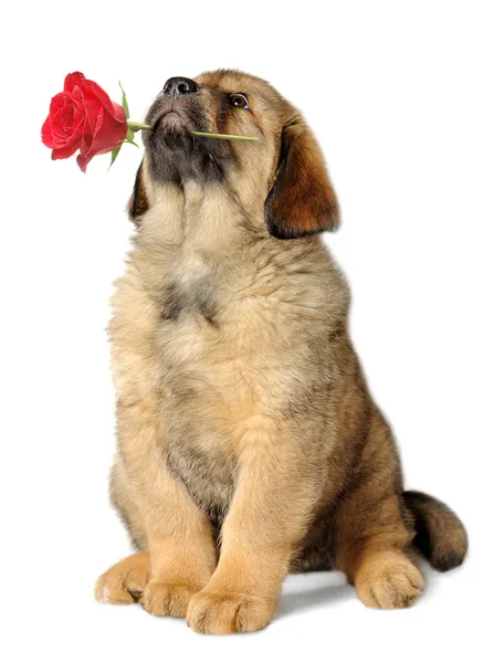 Perro cachorro con flor —  Fotos de Stock