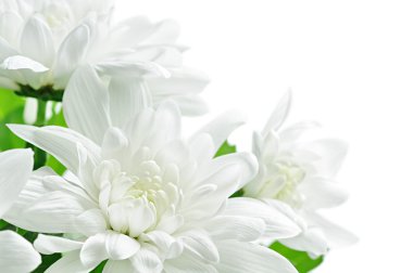 White chrysanthemum clipart