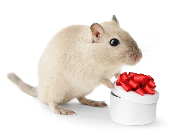 Schattige kleine muis — Stockfoto
