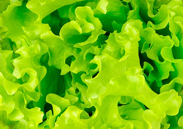 Textúra saláta — Stock Fotó