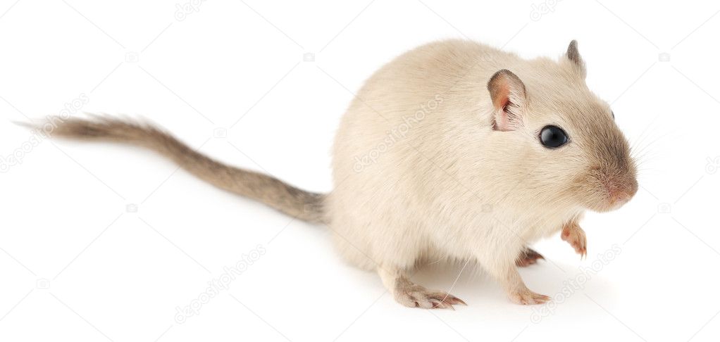 Cute little gerbil of siamese color isolated on white background