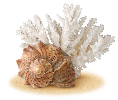 Sea shell and coral over sand clipart