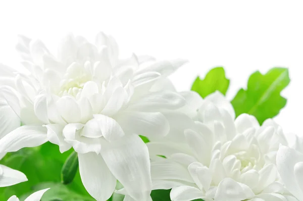 Chrysanthème Blanc Isolé Sur Blanc — Photo