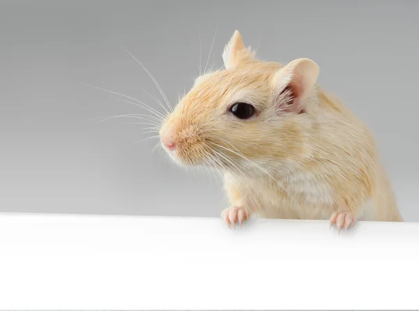 Маленькая мышь над белым знаменем — стоковое фото