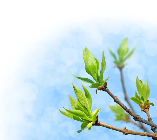Genç Yeşil Yaprakları Parlak Mavi Gökyüzü Üzerinde — Stok fotoğraf