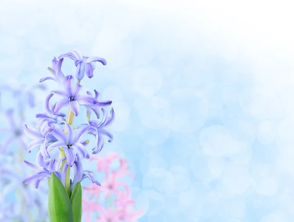 Mavi Arka Plan Üzerinde Hyacinthes — Stok fotoğraf