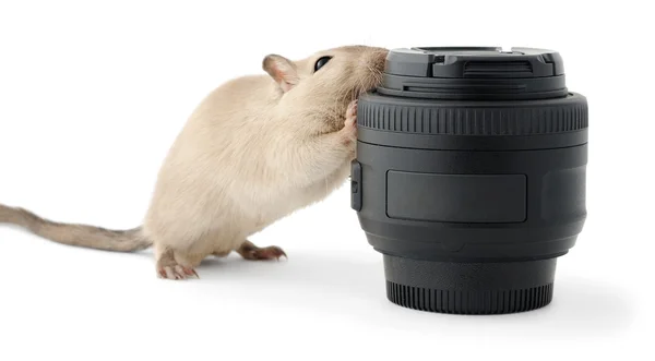 Kleine Maus Nagt Einer Auf Weiß Isolierten Fotolinse — Stockfoto