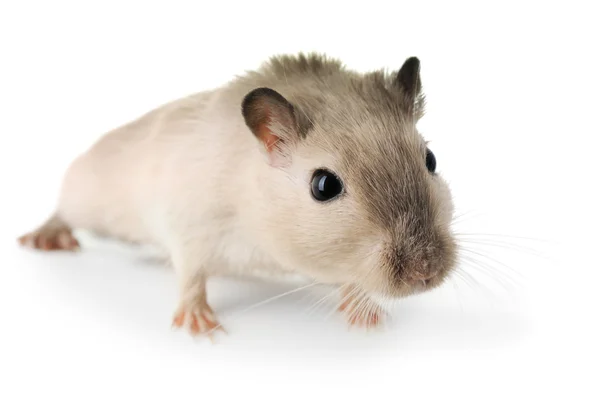Nyfiken liten mus — Stockfoto