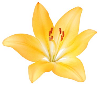 Yellow lily clipart