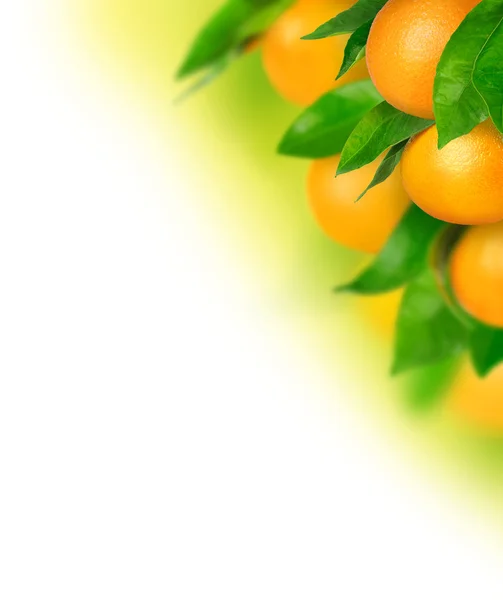 stock image Ripe oranges