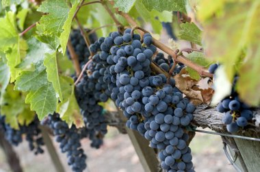 Wine grapes clipart