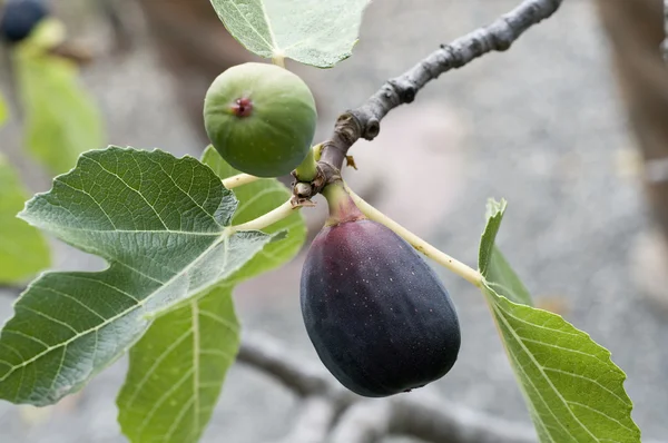 Figo árvore — Fotografia de Stock