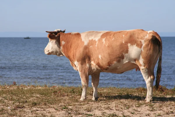 Cow Song Ashore Epidemic Deathes — Stock Photo, Image