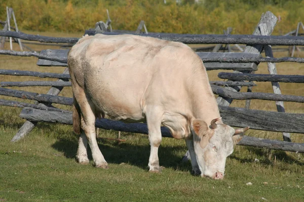 Cow Herb Pasture Railings — Stock Photo, Image