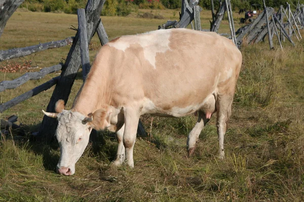 Cow there is herb — Stock Photo, Image