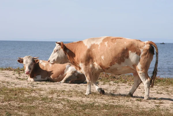 Two cows on the bank — Stock Photo, Image