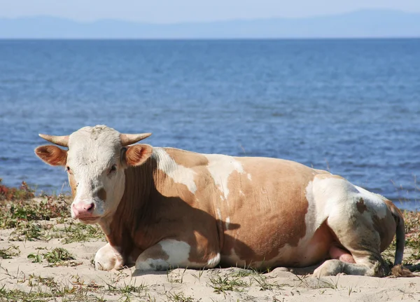 Kráva Leží Břehu Jezera — Stock fotografie