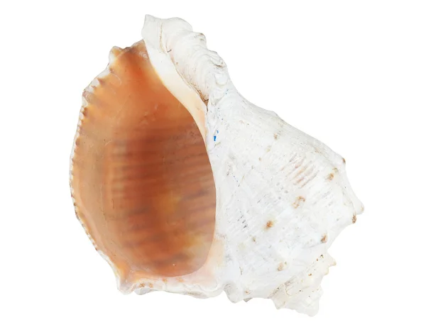 Seashell Isolated White Background — Stock Photo, Image