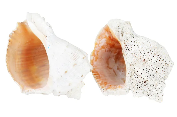 孤立在白色背景上的两个海洋贝壳 — 图库照片