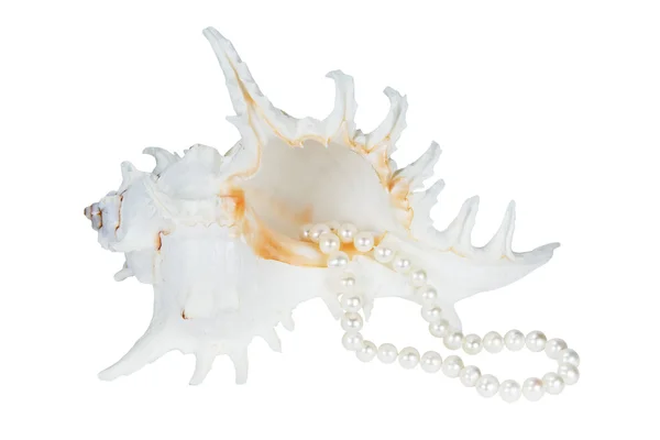 海边的贝壳和珍珠白色背景上 — 图库照片