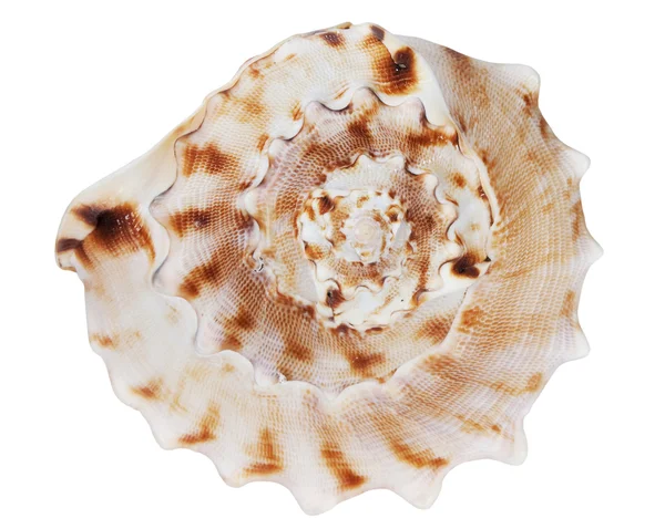 Sea Shells White Background — Stock Photo, Image