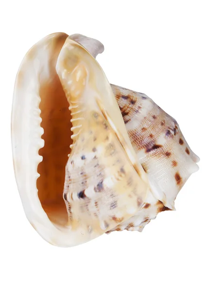 貝殻は白い背景に隔離され — ストック写真