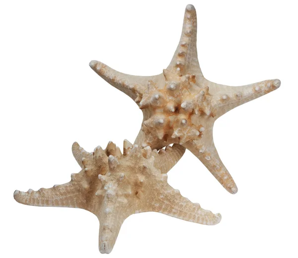 Duas estrelas do mar em um fundo branco — Fotografia de Stock