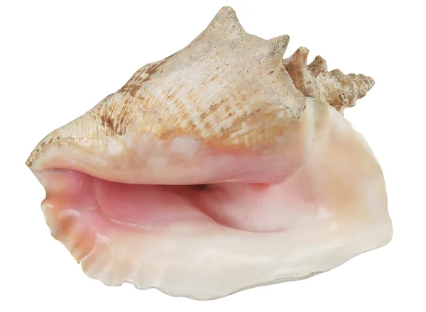 Sea Shell Niet Geïsoleerd Witte Achtergrond — Stockfoto