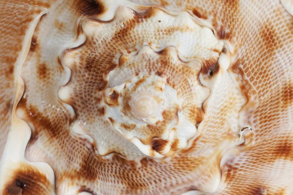 stock image The surface of a seashell - the background spiral