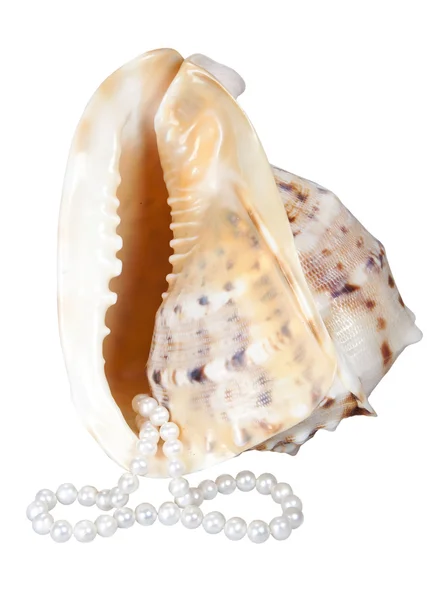 stock image Sea shells and pearls on a white background