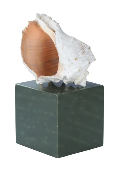 Seashell en el estrado — Foto de Stock