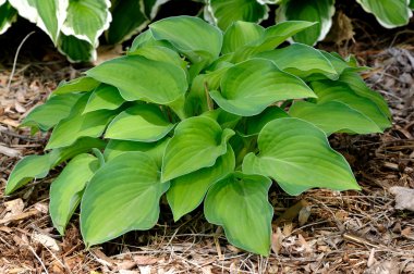 Variegated Hosta Plant clipart