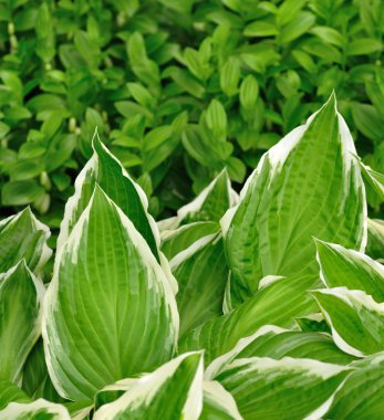 alacalı hosta yaprakları