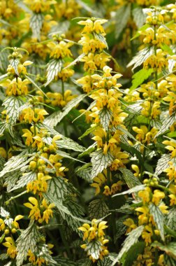 Yellow Flowers on Variegated Yellow Archangel clipart