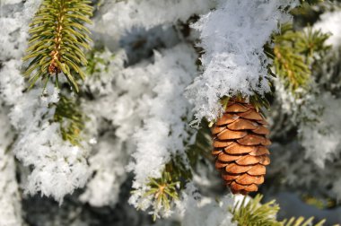 Frost Covered Spruce Tree Branches clipart