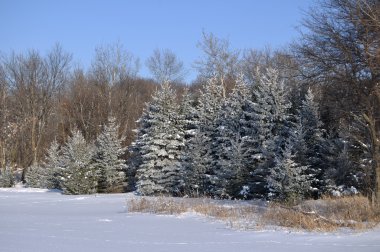 Scenic view of Frost Covered Spruce Trees clipart