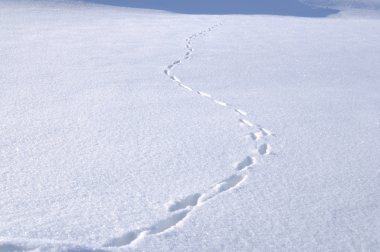 Animal Tracks in the Snow clipart