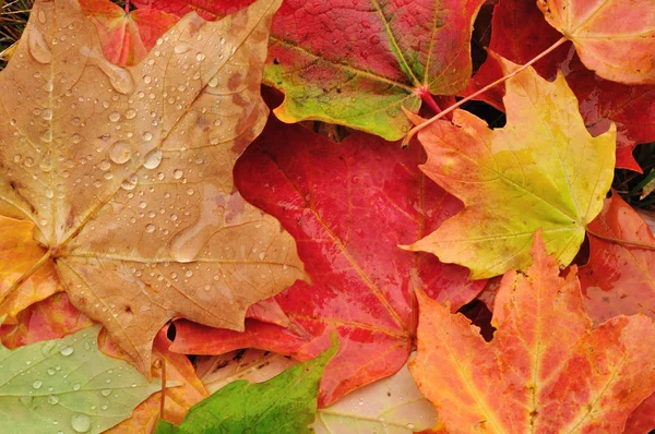 Крупный план разноцветных кленовых листьев — стоковое фото