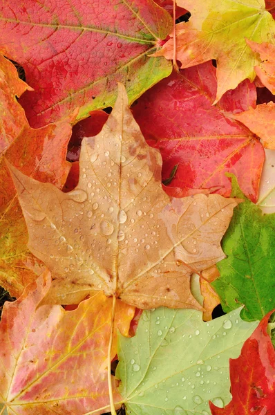 Вид зверху барвистих кленових листя — стокове фото
