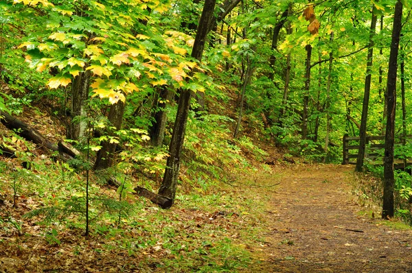 Un sendero por el bosque — Foto de Stock