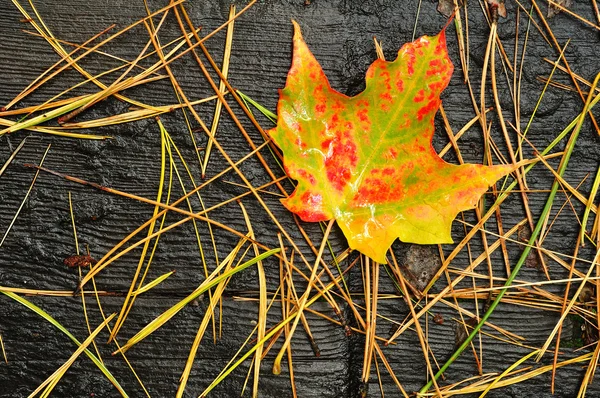 Osamělý vícebarevné javorový list — Stock fotografie