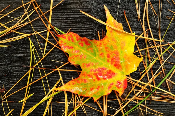 Close-up van een kleurrijke maple leaf — Stockfoto
