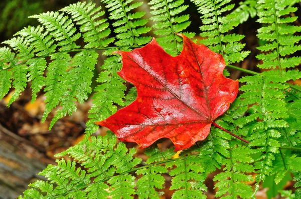 Bir tek kırmızı akçaağaç yaprağı üzerinde bir eğrelti — Stok fotoğraf
