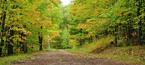 一条路穿过树林 — 图库照片